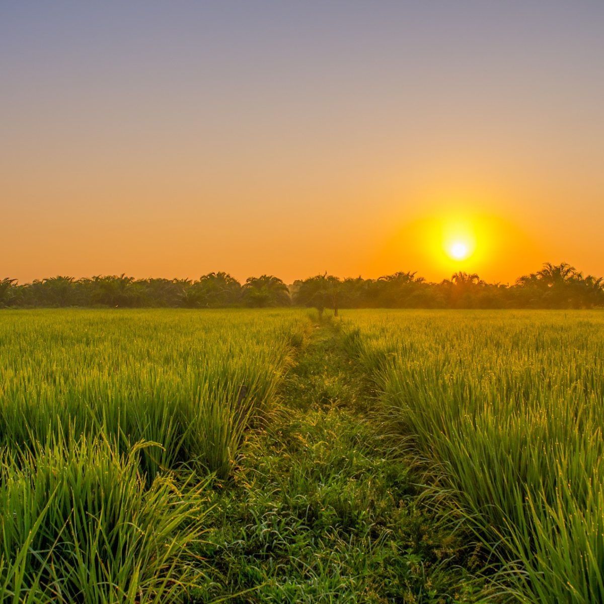 ricefield-gf7620c80a_1920